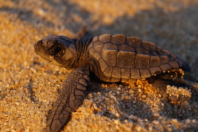 Cabo Turtle Release - What the $109 price includes
