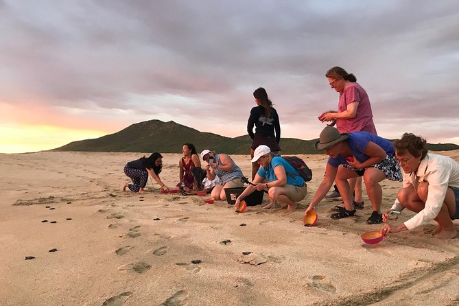 Cabo Turtle Release - Timing, weather, and booking details