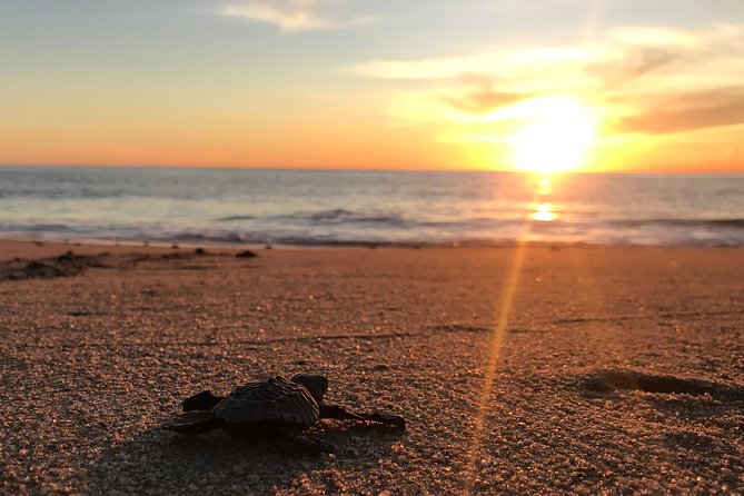 Cabo Turtle Release - Meeting the marine biologist