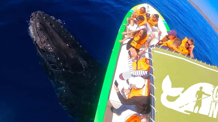 Cabo: Whale-Whatching Boat Trip w/ All-Women Crew and Photos - Respectful Watching on the Water