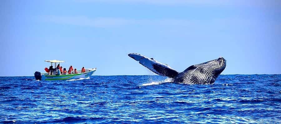 Cabo: Whale-Whatching Boat Trip w/ All-Women Crew and Photos - Why This Cabo Whale Tour Feels Different