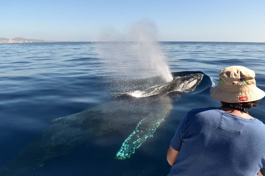 Cabo: Whale-Whatching Boat Trip w/ All-Women Crew and Photos - The Covered 8-Meter Boat