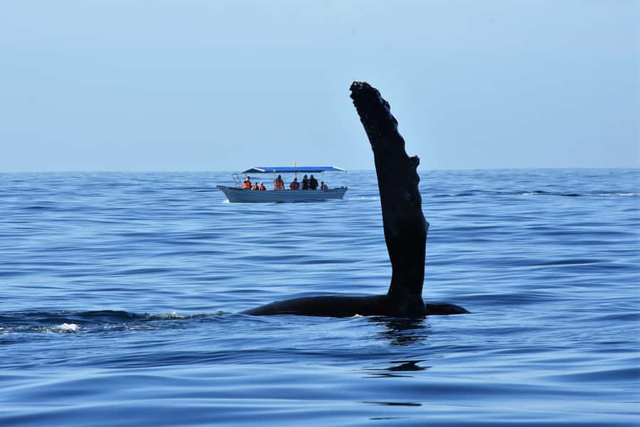 Cabo: Whale-Whatching Boat Trip w/ All-Women Crew and Photos - Cabo’s Arch Before the Whales