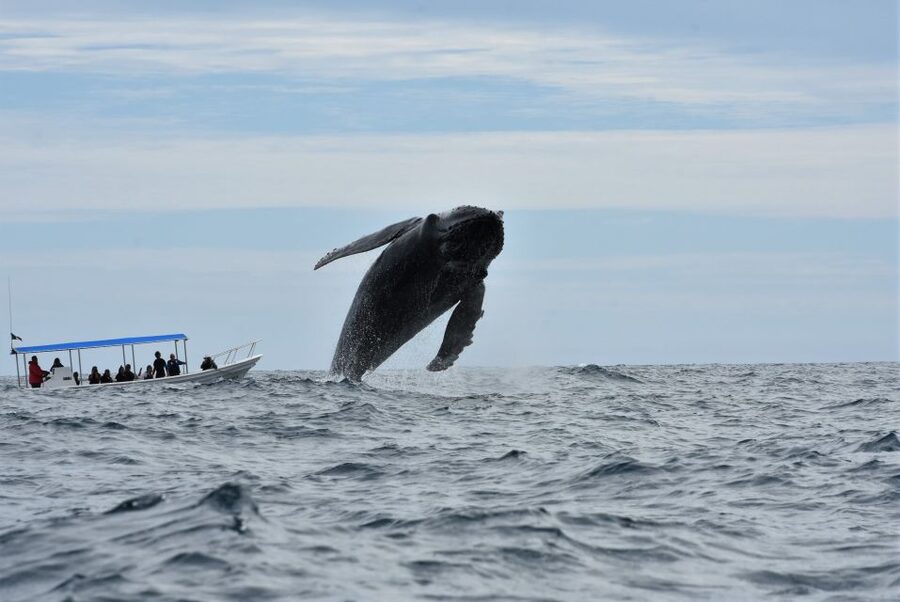 Cabo: Whale-Whatching Boat Trip w/ All-Women Crew and Photos - Searching for Humpback and Gray Whales