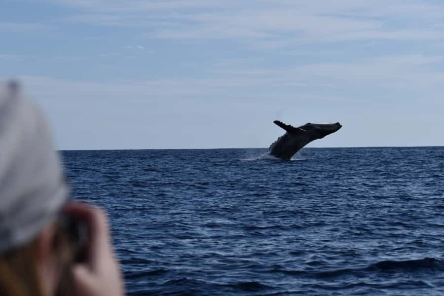 Cabo: Whale-Whatching Boat Trip w/ All-Women Crew and Photos - Listening to a Whale Sing