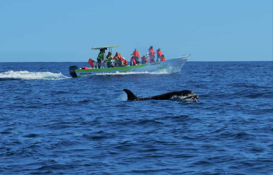 Cabo: Whale-Whatching Boat Trip w/ All-Women Crew and Photos - Meeting at La Terminal de Cabo