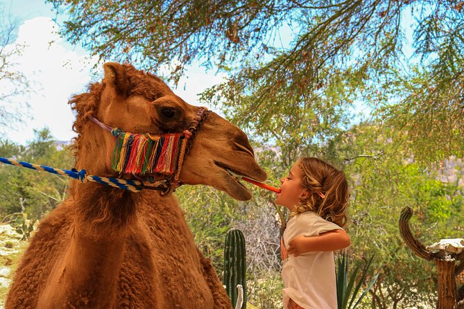 Camel Ride in the Canyon + Thrilling Water-Slides & Snacks - Transportation and meeting point near San José del Cabo