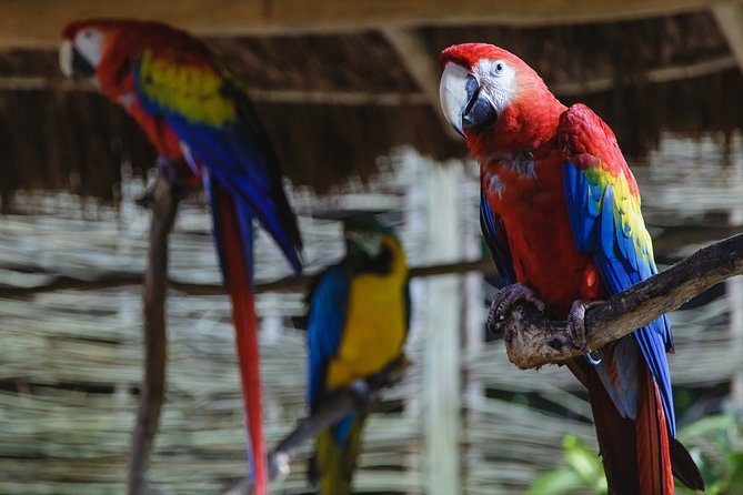Cancun Extreme Zipline Canopy Tour - Optional ATVs, bungee, and Sky Trail activities