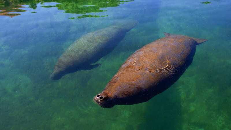 Cancún: Manatee Encounter on Isla Mujeres with Buffet Lunch - Buffet lunch and drinks