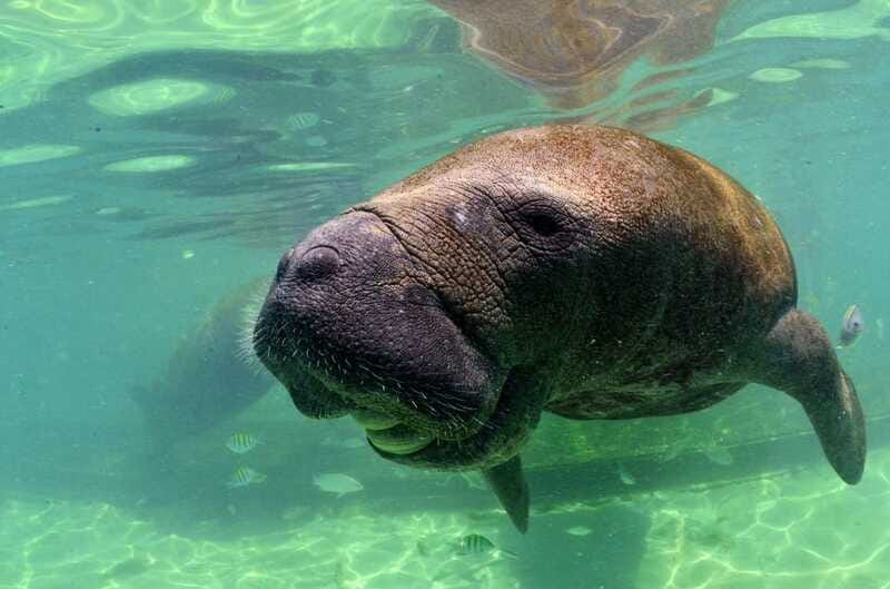 Cancún: Manatee Encounter on Isla Mujeres with Buffet Lunch - Price, extra charges, and overall value