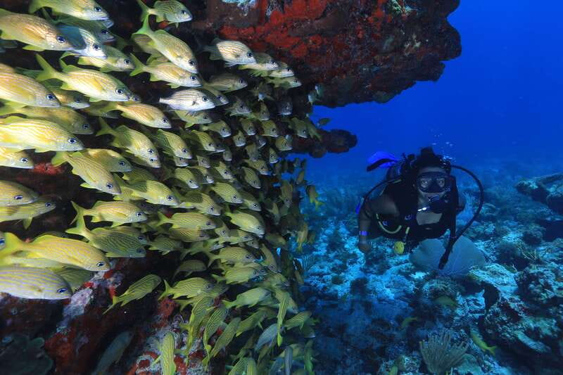 Cancun: Scuba Diving for Beginners, 2 Dives - What the $167 price includes