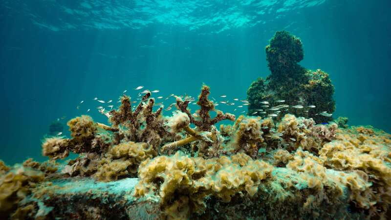 Cancun: Snorkeling Tour at MUSA The Underwater Museum - Second Stop: Manchones Reef and Caribbean Wildlife