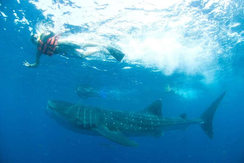Cancún: Swim with Whale Sharks - Key points to know before you book