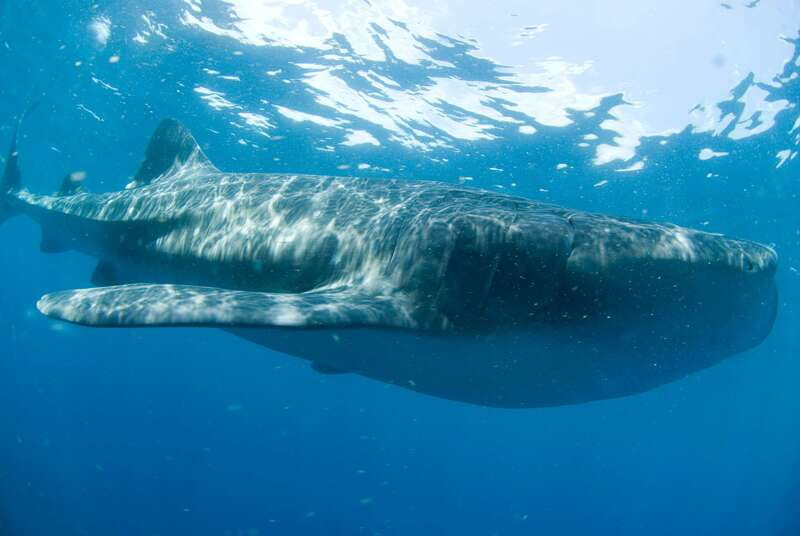 Cancún: Swim with Whale Sharks - Meeting the whale sharks off Cancún
