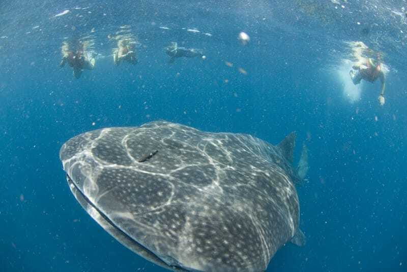 Cancún: Swim with Whale Sharks - A 15-minute briefing that earns its place