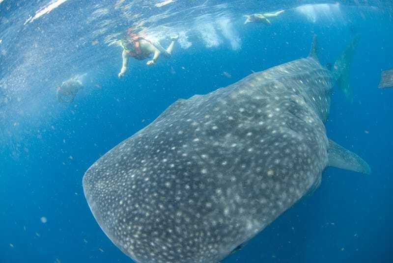 Cancún: Swim with Whale Sharks - The boat ride to the reserve