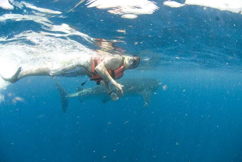 Cancún: Swim with Whale Sharks - How the $160 price works in practice