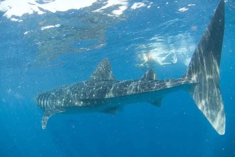 Cancún: Swim with Whale Sharks - The best season and the worst weather risk