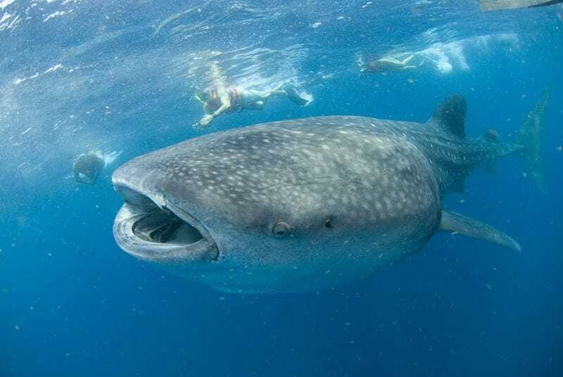 Cancún: Swim with Whale Sharks - The early start at Marina Xtabay