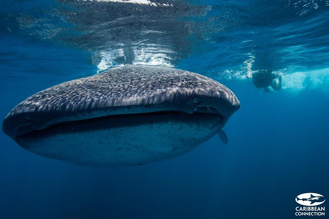Cancun Whale Shark Encounter - Swimming with whale sharks under strict rules