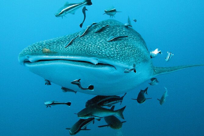 Cancun Whale Shark Encounter - Playa Norte: a calmer finish at Isla Mujeres