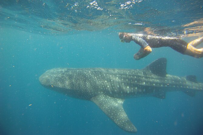 Cancun Whale Shark Encounter - Is $210 a fair price?