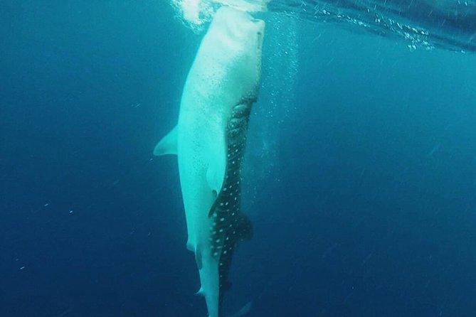 Cancun Whale Shark Encounter - Who will enjoy this most