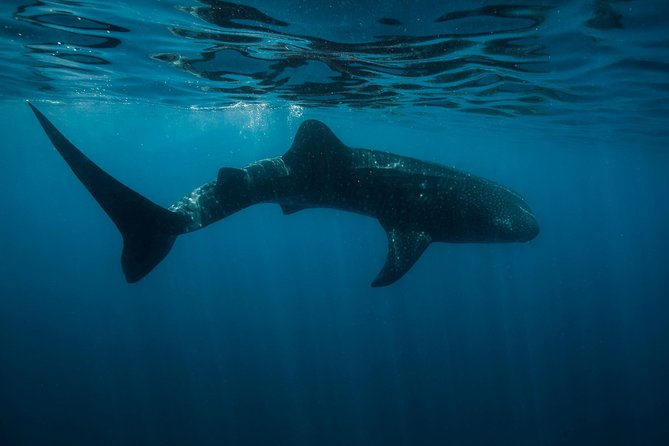 Cancun Whale Shark Encounter - Guides, captains, and in-water help