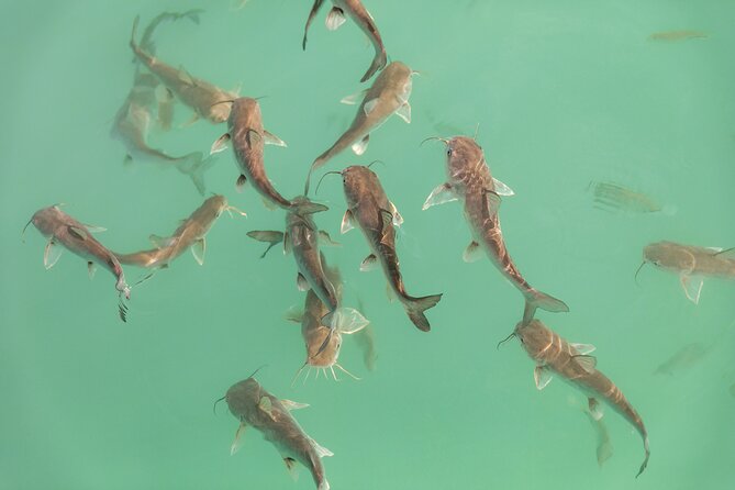Catamaran Adventure: Sailing and Swimming in the Bacalar Lagoon - Is the $55 price good value?