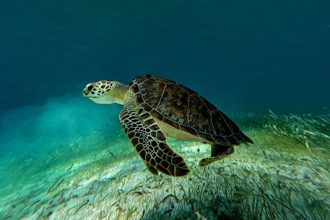 Catamaran Cruise in Riviera Maya With Snorkeling & Beach Club - Timing, transportation, and practical planning