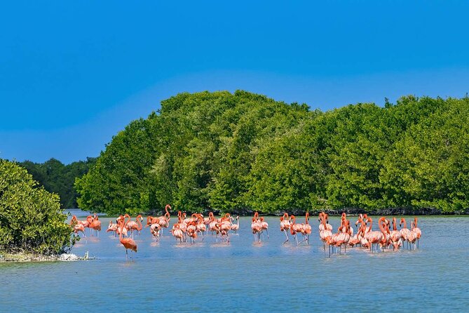 Celestun Beach and Mangrove Boat Ride from Merida - Pickup from Merida needs careful confirmation