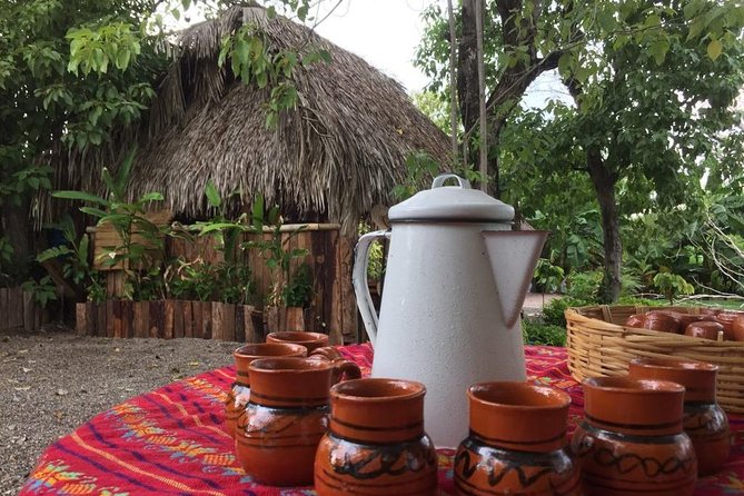 Chocolate Tour in Vallarta - A small cacao garden with a big subject