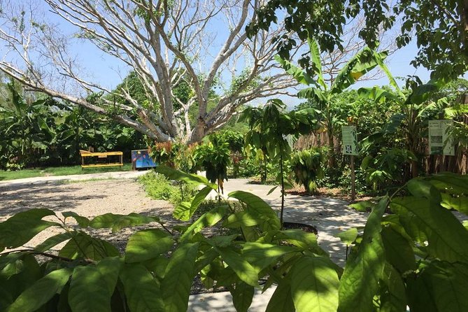 Chocolate Tour in Vallarta - What the small site does well, and where it falls short