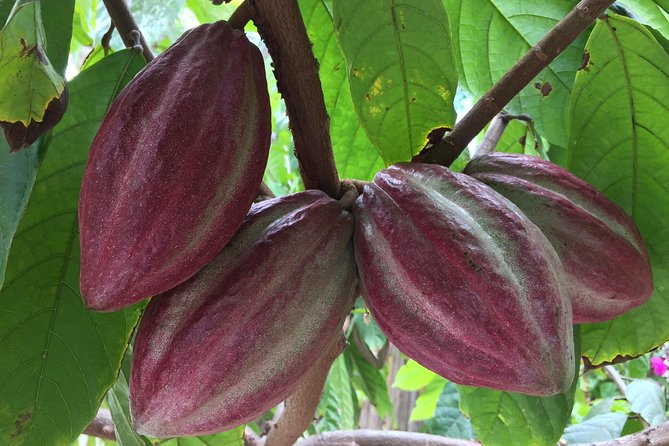 Chocolate Tour in Vallarta - From cacao flower to ripe pod