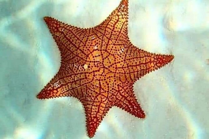 Colombia, Palancar & Cielo Cozumel Snorkel Tour - The turtle sanctuary and the final sandbar