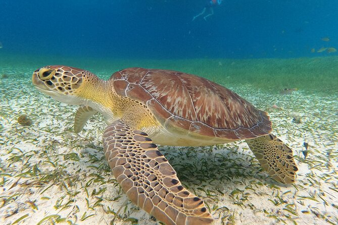 Colombia, Palancar & Cielo Cozumel Snorkel Tour - Crew service and the small-group feel