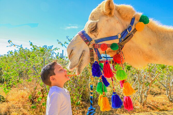 Combo Off Road 4x4 UTV Camel Ride Lunch and Tequila Tasting - Tequila and Damiana, with a lesson attached