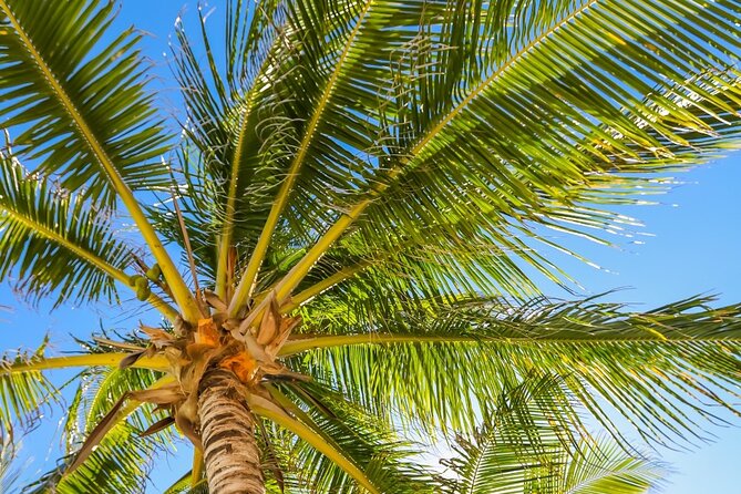 Costa Maya Chacchoben Mayan Ruins & Mexican Lunch at the Beach - Practical ways to make the day better