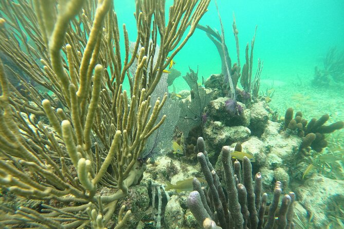 Costa Maya, snorkeling on the reef with fish, looking for turtles - A short boat ride from Mahahual to the reef