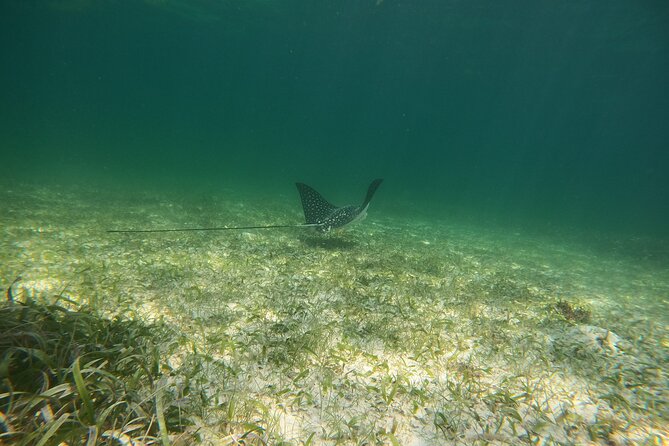 Costa Maya, snorkeling on the reef with fish, looking for turtles - Beach-club time adds value to the $30 price