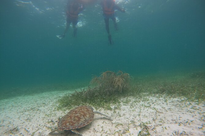 Costa Maya, snorkeling on the reef with fish, looking for turtles - Getting from the cruise port to Mahahual