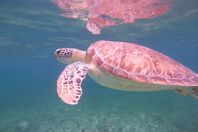 Costa Maya, snorkeling on the reef with fish, looking for turtles - Weather, seaweed, and the honest risk of nature