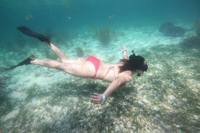 Costa Maya, snorkeling on the reef with fish, looking for turtles - What you see beneath the water