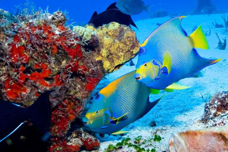Cozumel: El Cielo & Palancar Snorkel with Open Bar & Ceviche - Adrian, Lorenzo, and the value of a small group