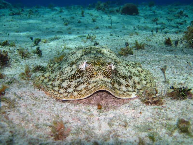 Cozumel: El Cielo & Palancar Snorkel with Open Bar & Ceviche - Four and a half hours, with a schedule worth checking