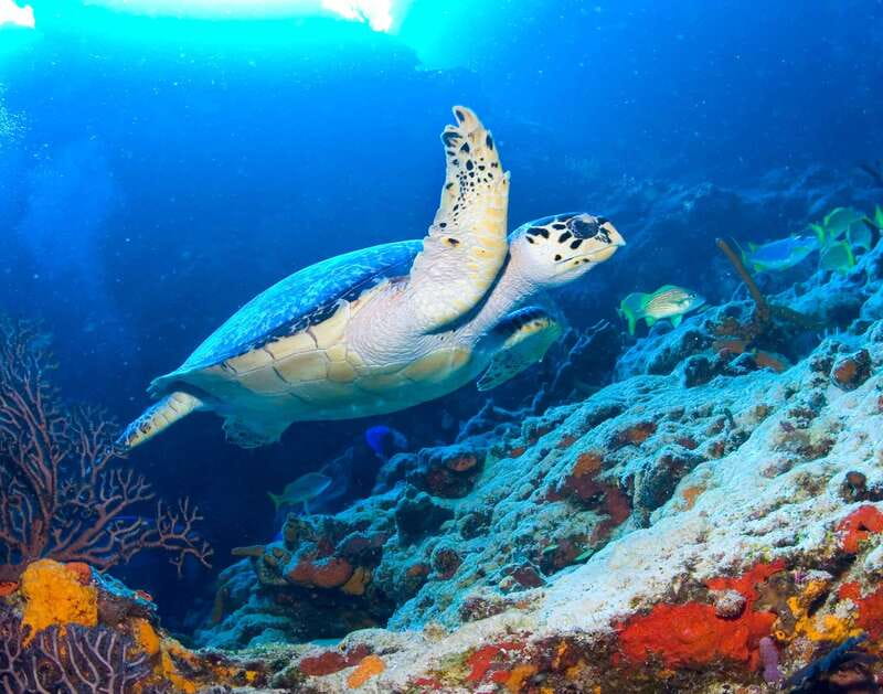 Cozumel: El Cielo & Palancar Snorkel with Open Bar & Ceviche - Equipment, sunscreen, and comfort on the water