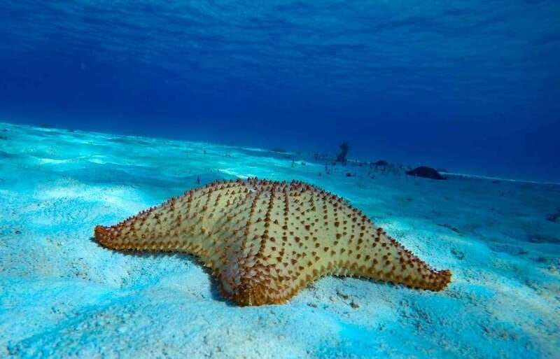 Cozumel: El Cielo & Palancar Snorkel with Open Bar & Ceviche - Should you book El Cielo and Palancar?