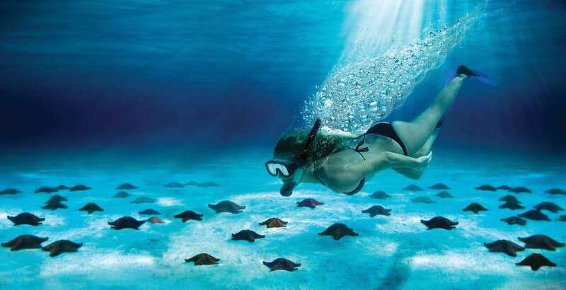 Cozumel: El Cielo & Palancar Snorkel with Open Bar & Ceviche - El Cielo is about shallow water and starfish