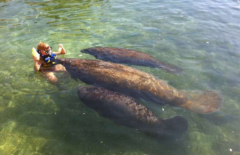 Cozumel: Manatee Encounter, Chankanaab Admission and Buffet - Key points to know before you book