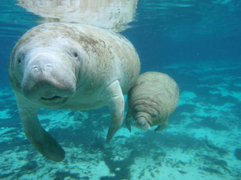 Cozumel: Manatee Encounter, Chankanaab Admission and Buffet - Meeting a manatee in Cozumel